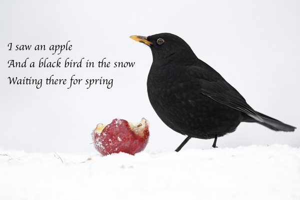 Erni blackbird in the snow Haikushutterstock 138125684